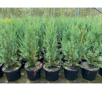 Direct Plants 5X Large Juniperus Skyrocket Trees Rocky Mountain Juniper 2Ft Tall In A 3 Litre Pots