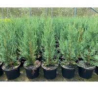 Direct Plants 5x Large Juniperus Skyrocket Trees Rocky Mountain Juniper 2ft Tall in a 3 Litre Pots in Green Direct Plants Green