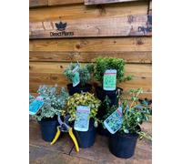Direct Plants 5X Large Mixed Euonymus Evergreen Shrubs Garden Plants 2L (5 Colours)