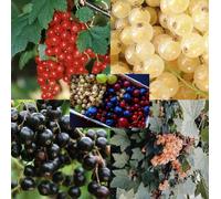 Direct Plants 5x Mixed Currant Fruit Pink Red Black White Jostaberry in 2/3L Pots Direct Plants Multicolor