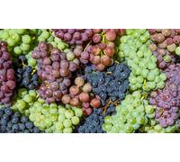 Direct Plants 5X Mixed Large Grafted Grape Vines In 3L Pots 2-3Ft Tall