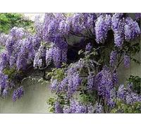 Direct Plants 5X Mixed Large Wisteria Climbing Plant Selection Pack Grafted Plants Supplied In 3 Litre Pots