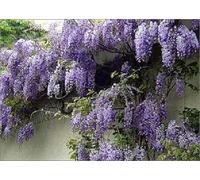 Direct Plants 5x Mixed Large Wisteria Climbing Plant Selection Pack Grafted Plants Supplied in 3 Litre Pots in Green Direct Plants Green