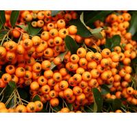 Direct Plants 5x Pyracantha Golden Charmer Evergreen Shrubs Large 3ft in 2/3L Pots Direct Plants Multicolor