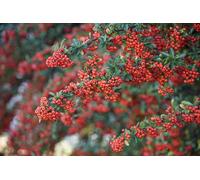 Direct Plants 5x Pyracantha Red Column Evergreen Hedging Shrubs in 3 Litre Pots Direct Plants Multicolor