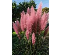 Direct Plants 6X 3-4Ft Extra Large Pink Pampas Grass Large Plants In Pots