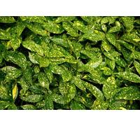 Direct Plants 6X Aucuba Japonica Variegata Japanese Laurel Shrubs Large Plants In 3 Litre Pots