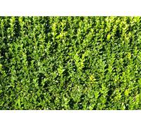 Direct Plants 6X Cherry Laurel Hedging 3-4Ft Evergreen Trees In 3L Pots