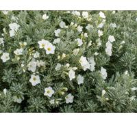 Direct Plants 6X Convolvulus Cneorum Flowering Silver Bush 2/3L Pots