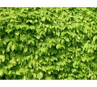 Direct Plants 6X Green Beech Established Hedging Trees 50-60Cm 2/3L Pots