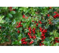 Direct Plants 6X Ilex Alaska Holly Evergreen Trees Large 3Ft Tall Plants In 3 Litre Pots