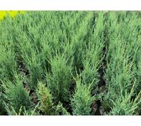 Direct Plants 6X Juniperus Skyrocket 3Ft Evergreen Column Trees 2/3L Pots