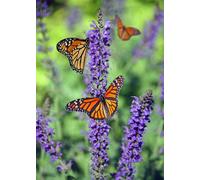 Direct Plants 6X Mixed Large Buddleja Butterfly Bush Plant Selection Pack Supplied In 3 Litre Pots