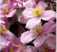 Direct Plants 6x Mixed Large Clematis Climbing Plant Selection Pack 3ft Tall Supplied in 3 Litre Pots in Green Direct Plants Green