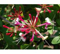 Direct Plants 6X Mixed Large Honeysuckle Climbing Plant Selection Pack 3Ft Tall Supplied In 3 Litre Pots