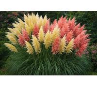 Direct Plants 6X Mixed Pampas Grass Plants Collection, Pink & White Coloured, Supplied In Pots