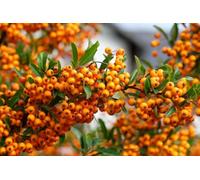 Direct Plants 6X Pyracantha Orange Glow 3-4Ft Evergreen Hedging 3L Pots