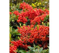 Direct Plants 6X Pyracantha Red Column 2-3Ft Evergreen Hedging In 3L Pots