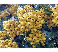 Direct Plants 6X Pyracantha Soleil D'or 2-3Ft Evergreen Hedging 3L Pots