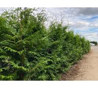 Direct Plants 6X Thuja Plicata Western Red Cedar 2-3Ft Evergreen, 3L Pots