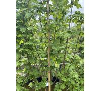 Direct Plants Acer Campestre Elegant Field Maple Tree 3-4ft Supplied in a 3L Pot in Gold Direct Plants Gold