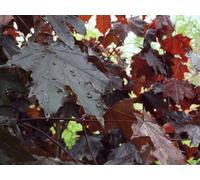 Direct Plants Acer Crimson King Maple Tree 6-7Ft Tall Supplied In A 7.5 Litre Pot