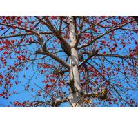 Direct Plants Acer Davidii Viper Tree 6Ft Tall Supplied In A 12 Litre Pot