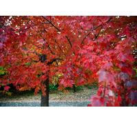 Direct Plants Acer Freemanii Jeffersons Red Tree 6Ft Tall Supplied In A 12 Litre Pot