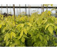 Direct Plants Acer Kellys Gold Maple Tree 6ft in a 7.5L Pot Perfect For Patio Pots Direct Plants Multicolor