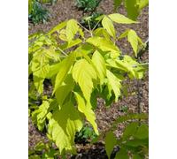 Direct Plants Acer Negundo Kellys Gold Maple Tree 5-6Ft Supplied In A 7.5 Litre Pot