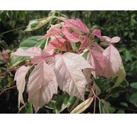 Direct Plants Acer Negundo Variegatum Tree 6ft Tall Supplied in a 12 Litre Pot by Directplants in Green Direct Plants Green