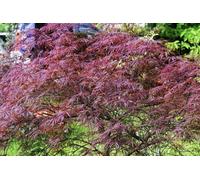Direct Plants Acer Palmatum Dissectum Garnet, Large Japanese Maple Tree