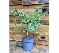 Direct Plants Acer Palmatum Dissectum Seiryu 50-60cm in a 7.5 Litre Pot in Green Direct Plants Green