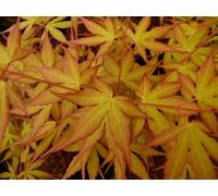 Direct Plants Acer Palmatum Katsura 3-4Ft Tall, Large, Japanese Maple Tree