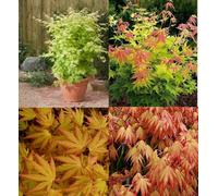 Direct Plants Acer Palmatum Orange Dream 3Ft Tall, Large Japanese Maple Tree