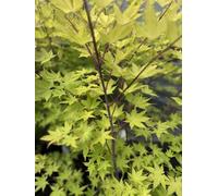 Direct Plants Acer Palmatum Summer Gold, 2-3Ft Tall, Large Japanese Maple Tree