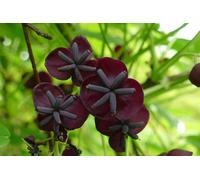 Direct Plants Akeba Quinata Chocolate Vine Climbing Plant 3-4ft Supplied in a 3 Litre Pot - Living Plants - Climbing Plant - Multi