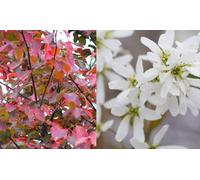 Direct Plants Amelanchier X Grand Robin Hill Tree 6Ft Tall Supplied In A 12 Litre Pot By Directplants