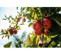 Direct Plants Apple Braeburn Fruit Tree 6ft Tall Supplied in a 12 Litre Pot by Directplants in Red Direct Plants Red