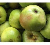 Direct Plants Apple Bramley 20 Fruit Tree 6ft Tall Supplied in a 12 Litre Pot by Directplants in Green Direct Plants Green