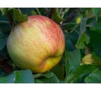 Direct Plants Apple Cobra Apple Fruit Tree 6Ft Tall Supplied In A 12 Litre Pot By Directplants