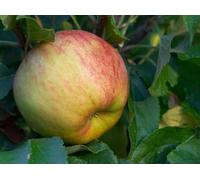 Direct Plants Apple Cobra Apple Fruit Tree 6ft Tall Supplied in a 12 Litre Pot by Directplants in Yellow Direct Plants Yellow