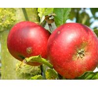 Direct Plants Apple Discovery Large Fruit Tree 5-6ft M26 Dwarfing Rootstock in Pot Direct Plants Multicolor