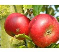 Direct Plants Apple Discovery Large Fruit Tree 5-6Ft Tall M26 Dwarfing Rootstock Supplied In A Pot