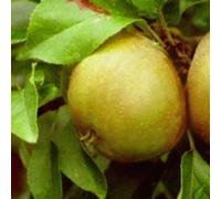 Direct Plants Apple Egremont Russet Fruit Tree 6ft Tall Supplied in a 12 Litre Pot by Directplants in Green Direct Plants Green