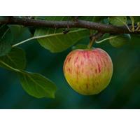 Direct Plants Apple Ellison's Orange Fruit Tree 6Ft Tall Supplied In A 12 Litre Pot