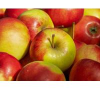 Direct Plants Apple Elstar Fruit Tree 6Ft Tall Supplied In A 12 Litre Pot