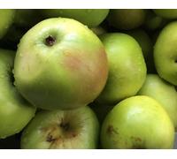 Direct Plants Apple Fruit Tree Lordy Derby mm106 5-6Ft Tall, Supplied In A 7.5 Litre Pot