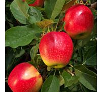 Direct Plants Apple Gala Fruit Tree 6Ft Tall Supplied In A 12 Litre Pot By Directplants
