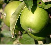 Direct Plants Apple Granny Smith Fruit Tree 6ft Tall Supplied in a 12 Litre Pot by Directplants in Green Direct Plants Green